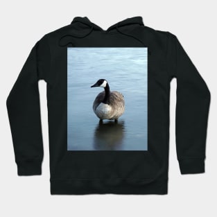 Evening Goose Hoodie